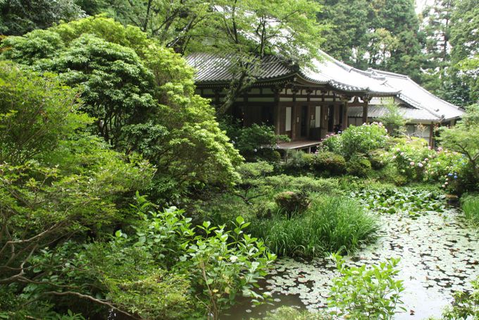 京都あじさいの穴場 岩船寺 から浄瑠璃寺を散策すれば気分上々 京都府 Lineトラベルjp 旅行ガイド