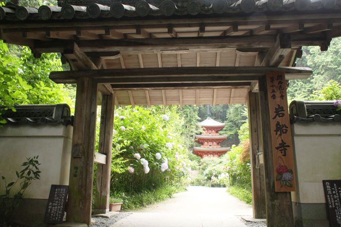 京都あじさいの穴場 岩船寺 から浄瑠璃寺を散策すれば気分上々 京都府 Lineトラベルjp 旅行ガイド