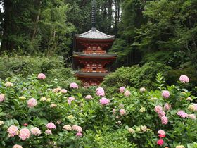 京都あじさいの穴場「岩船寺」から浄瑠璃寺を散策すれば気分上々！