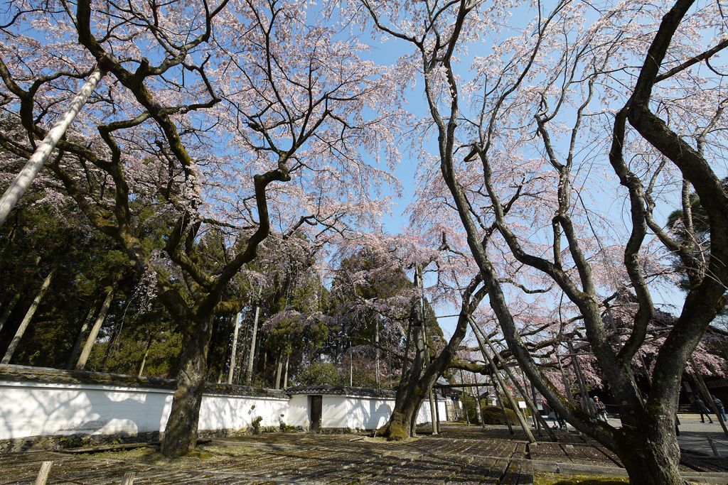 秀吉自ら設計の三宝院庭園の桜