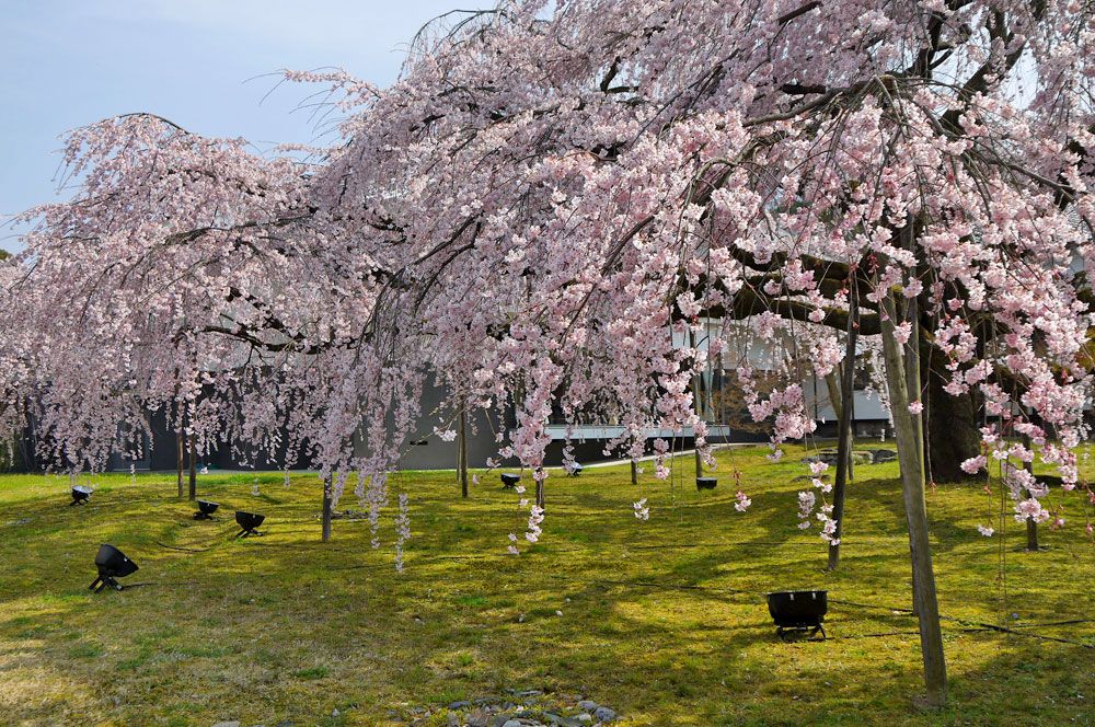 醍醐寺・霊宝館の見事なしだれ桜と桜のトンネル
