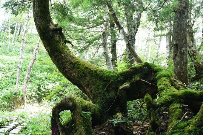 原生林には不思議な根上りの木も