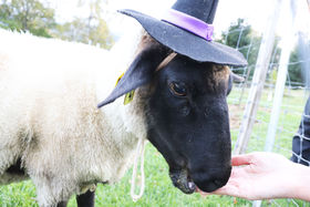 rgbNIAg[gI샊][g@g}̃t@[nEBp[eB[̋LTlC