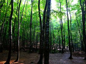 悪天候でも幻想的！新潟県十日町市のブナ林「美人林」がすごい