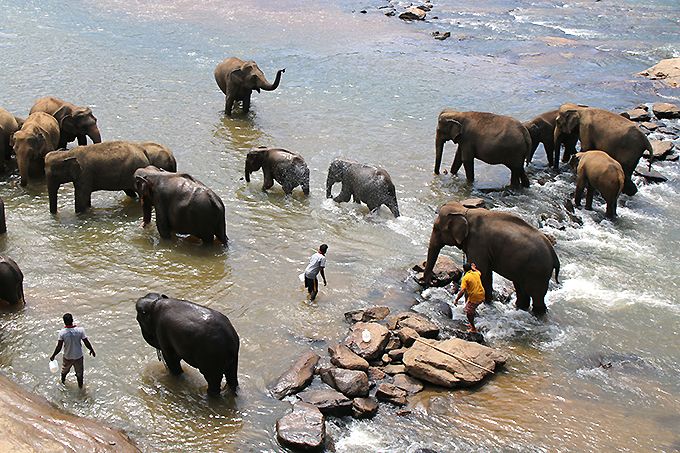 ジャングルの川での象の水浴びは必見