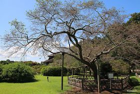 �~����������Ȃ��I���E���˂̘�y���Ƃ��̎��ӂ̊ό��X�|�b�g�̋L���T���l�C��