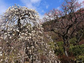 門前町の風情を満喫！東京「池上梅園」と「池上本門寺」の花と史跡めぐり