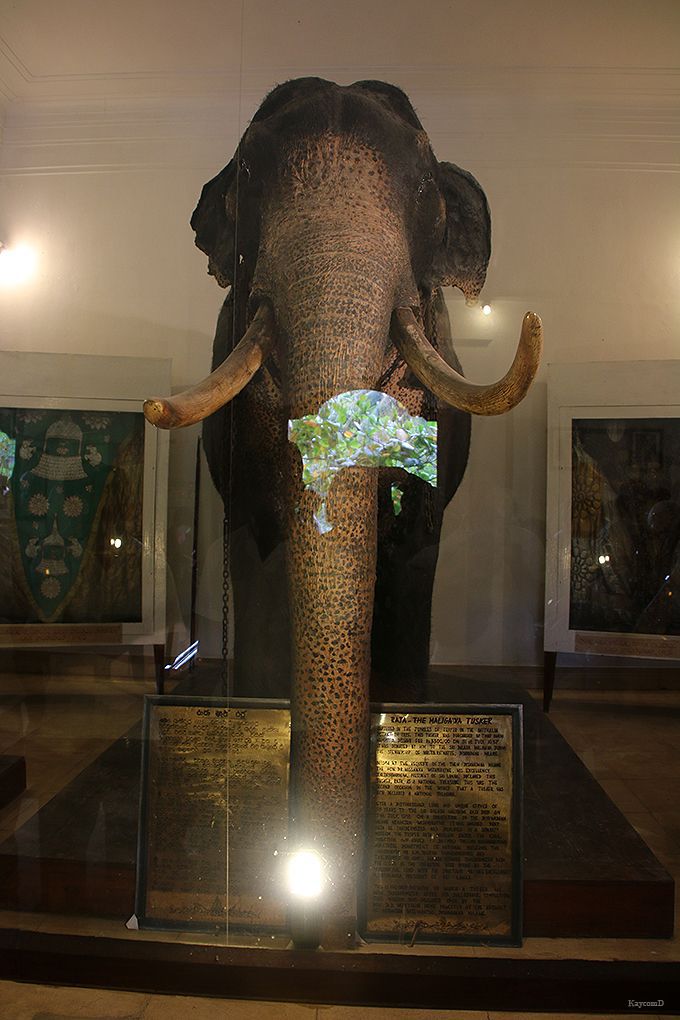 ペラヘラ祭で活躍した象の展示室