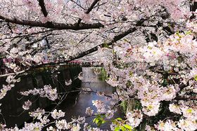 �ڍ���ɉ����ĕ����I���ڍ�����V���F�܂ł�����萅�ӎU���̋L���T���l�C��