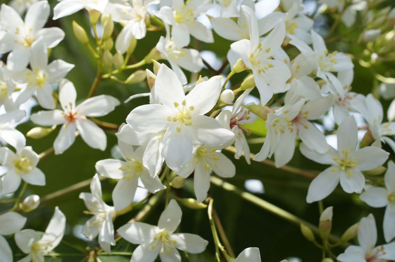台湾に降る「五月雪」？油桐花の真っ白で優美な姿はＧＷにも！