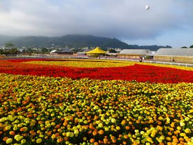 台湾台中「新社花海2019」は山奥に広がる一面の花畑！