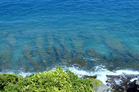 ��p�암�u�������v�̐�i�|�C���g�I�C�T������Ă��鎩�R�L���ȏ����̋L���T���l�C��