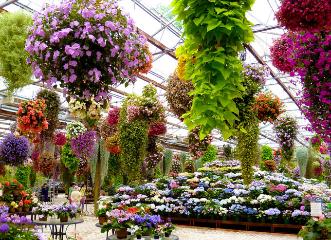「展示温室」でアジサイをはじめ、沢山の花に囲まれよう！