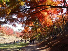 �C�P�����݂��U��I�C�P�����R���� ���݂��с����̋� ���݂����C�g�A�b�v�̋L���T���l�C��