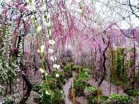 _ݓVɏ闳̔Ilu呐R ~v̋LTlC