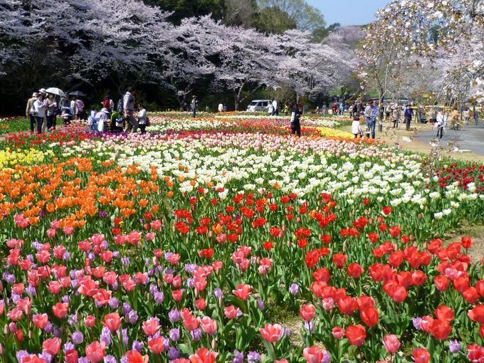 世界一美しい桜とチューリップの庭園がある「はままつフラワーパーク」