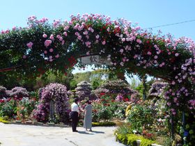 浜松・隠れたバラの名園「ばらの都苑」！私設を超えるスケールにビックリ仰天！