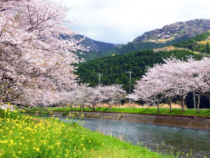 田んぼをつかった花畑と桜が凄い伊豆松崎 リアルかかしで人気沸騰 静岡県 トラベルjp 旅行ガイド