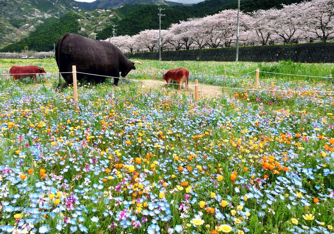 田んぼをつかった花畑と桜が凄い伊豆松崎 リアルかかしで人気沸騰 静岡県 トラベルjp 旅行ガイド