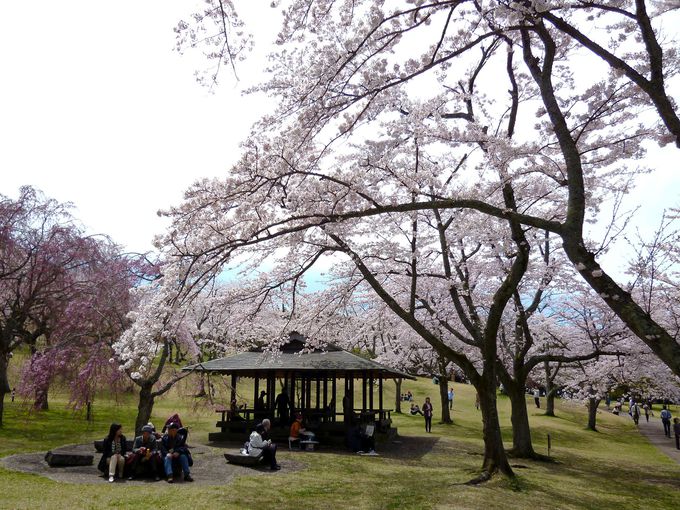 約8か月、桜が咲き続ける全国屈指の名所！