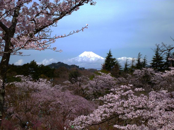 富士山と桜のベストショットもばっちり！