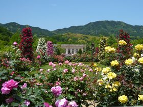 伊豆「河津バガテル公園」約6000株のバラが咲くフランス式庭園を堪能！