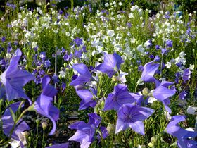 {Ԃ傤ԉEE傤IsEBXŉԏ̋LTlC