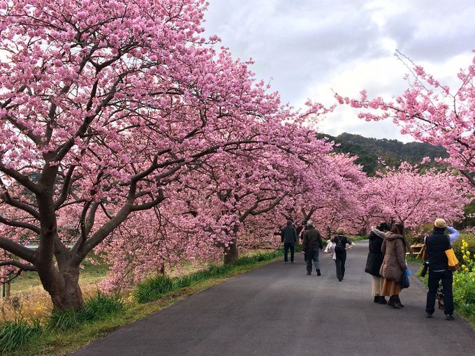 「みなみの桜と菜の花まつり」の巡り方