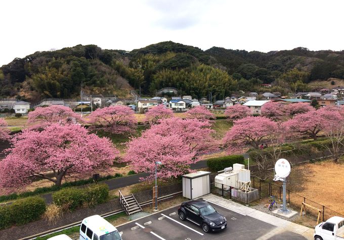 「みなみの桜」を堪能！絶景スポットもご紹介