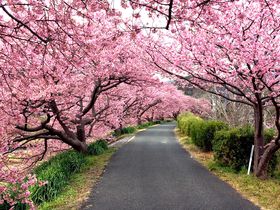 南伊豆町「みなみの桜と菜の花まつり」河津桜と菜の花の絶景の巡り方