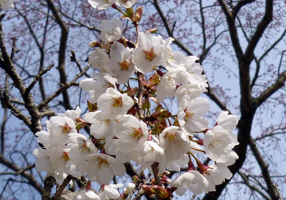 ɓ̂ЂƂ̍X|bgu̗vI