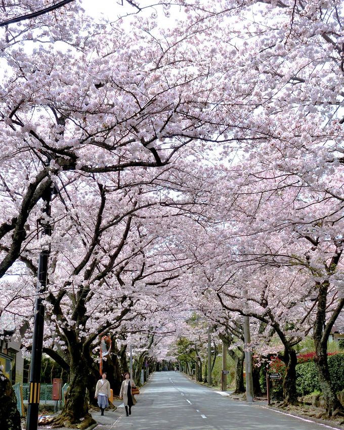 ĂhCuĂōÎ悤"̃gl"