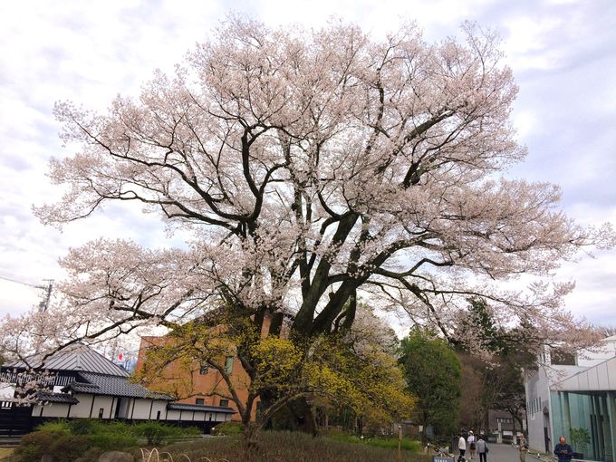 絶対見るべき！安富桜と桜丸御殿址のヒガンザクラ