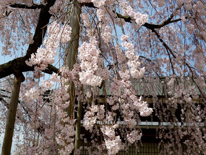 絶対見るべき！安富桜と桜丸御殿址のヒガンザクラ