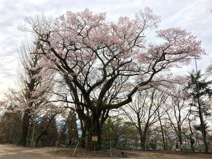 市内最古！愛宕神社の清秀桜と千代蔵桜
