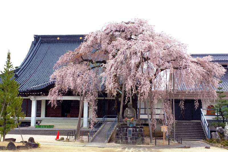 “一本桜の宝庫”南信州・飯田で春を満喫！名桜・古桜を巡るコツ