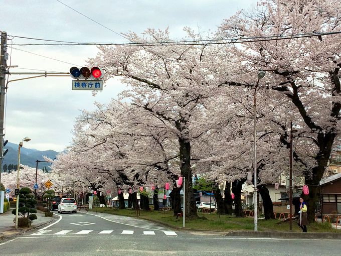 伝馬町・江戸町は桜づくし！まずは大宮通り桜並木へ