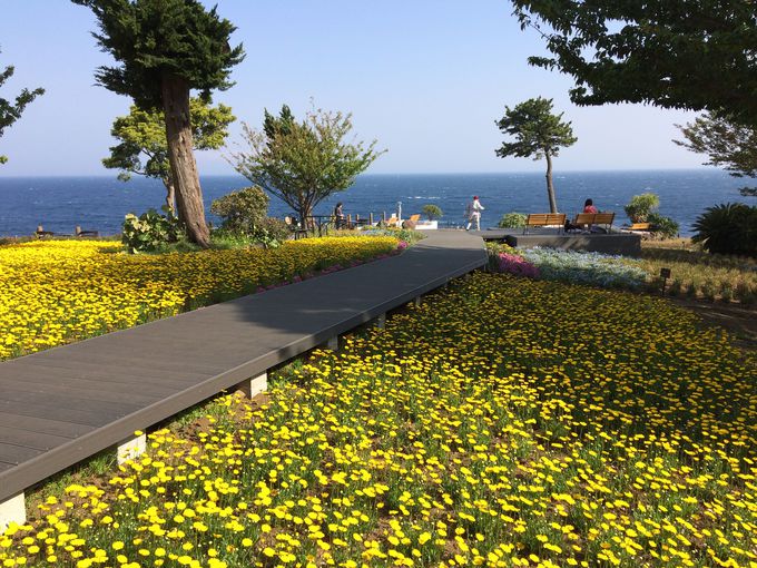 城ヶ崎海岸随一の絶景と花畑のコラボ！
