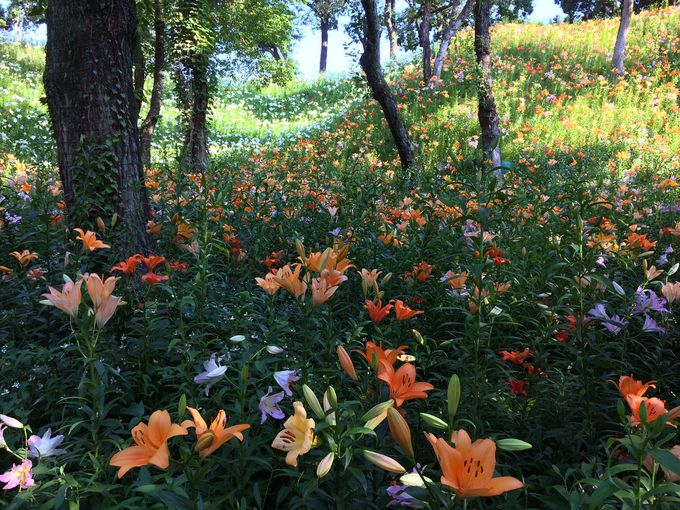 ユリの絶景がすごい 袋井市 可睡ゆりの園 世界150余品種の競演 静岡県 トラベルjp 旅行ガイド