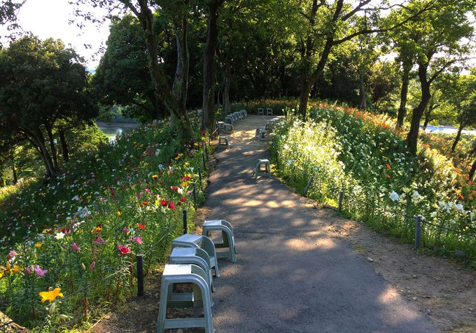 ユリの絶景がすごい 袋井市 可睡ゆりの園 世界150余品種の競演 静岡県 Lineトラベルjp 旅行ガイド