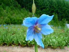 幻の花"青いケシ"が咲く国内有数の花畑！長野県大鹿村「中村農園」