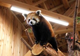 uɓV{ev[IJso⃌bT[p_Ƃӂꂠ̌̋LTlC