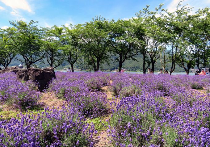 美しい八木崎公園で、ラベンダーとアジサイを堪能！