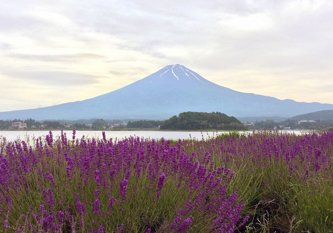 大石公園は「ラベンダーと湖と富士山」の超絶景スポット！