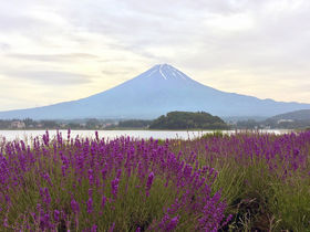 「河口湖ハーブフェスティバル」富士山＆ラベンダーの超絶景＋アジサイも！