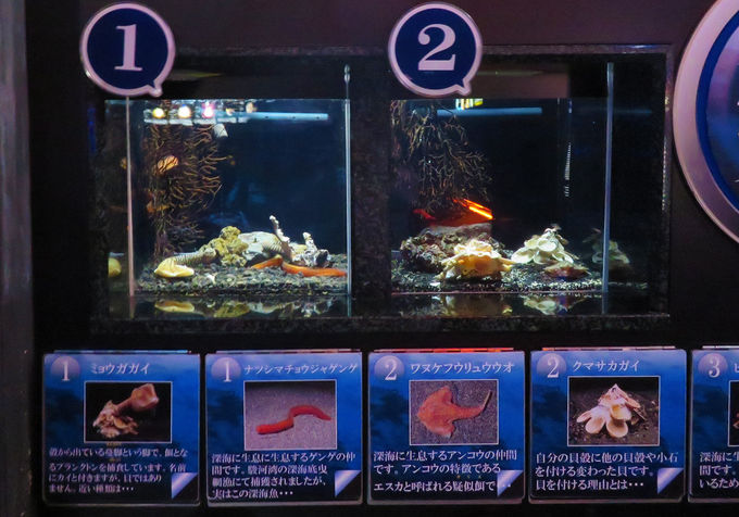 沼津港深海水族館 深海アトラクション 港八十三番地で深海を楽しもう 静岡県 トラベルjp 旅行ガイド