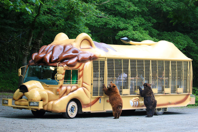 静岡県 富士サファリパーク ライオン達とドキドキ超接近体験 静岡県 トラベルjp 旅行ガイド