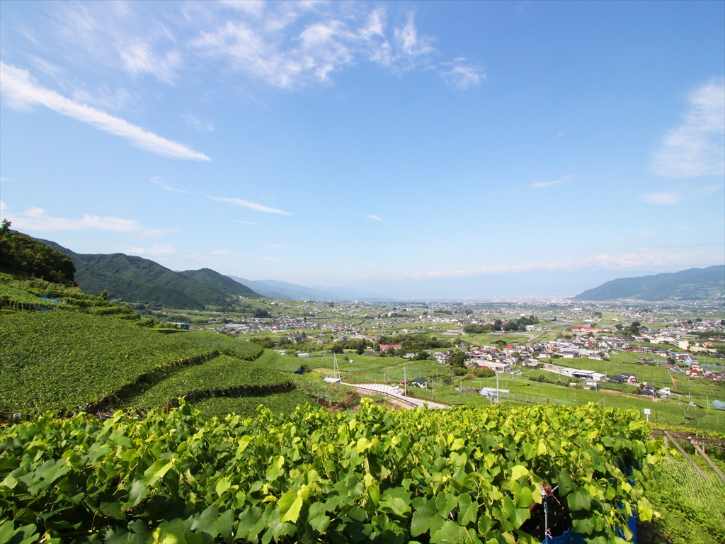 山梨 勝沼でシャインマスカット狩り あすなろ園で 食べ放題 体験 山梨県 Lineトラベルjp 旅行ガイド