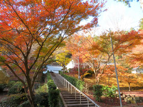 静岡「大洞院」の紅葉が凄い！森の石松で知られる隠れた名所とは