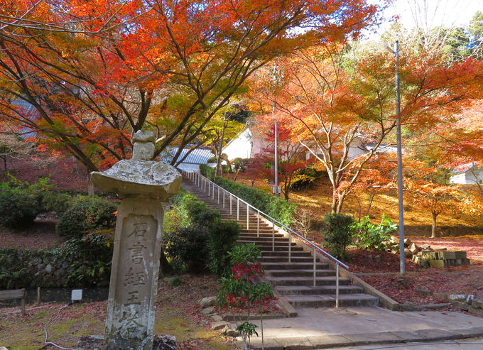 ���N11��23���́u�g�t�܂�v�I�߂��̏����_�Ђ����E��